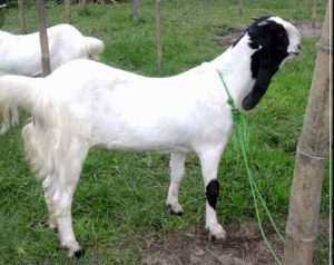 Terkait Kambing Etawa, Kejari Bangkalan Panggil Empat Kepala Desa