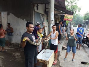 Warga Lirboyo Heboh, Ular Phyton 4 Meter Dikira Lele