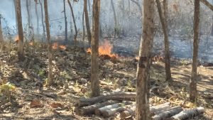 Selama Musim Kemarau, 50 Hektar Hutan di Wilayah Pacitan Dilalap Jago Merah