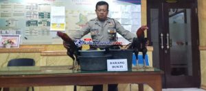 Arena Sabung Ayam di Desa Nambaan Ngasem Diobrak Obrik Polisi
