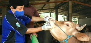 Tiga Hari Jelang Idhul Adha, Pedagang Hewan Qurban Keluhkan Sepinya Pembeli