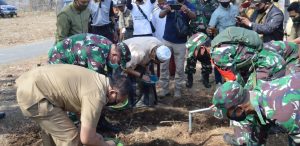 Sambut HUT RI Ke-75 TNI Serbu Tanam Sorghum Di 20 Ribu Hektar Lahan Marginal