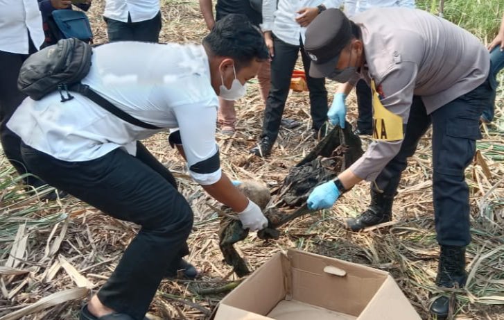 Kerangka Manusia Ditemukan Area Perkebunan Tebu Kecamatan Jetis. Ini Ciri-Ciri Korban.