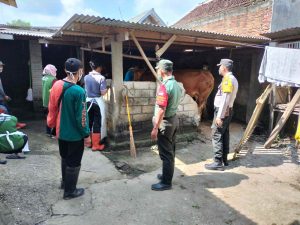 Cegah Penyebaran PMK, Babinsa Sukorejo Pantau Dan Cek Hewan Ternak di Wilayah Binaannya.