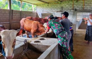Peduli Kesehatan Hewan, Babinsa Talun Dampingi Vaksinasi di Wilayah Binaannya.