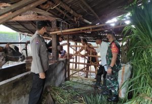 Babinsa Koramil Sutojayan Dampingi Kegiatan Vaksinasi PMK di Wilayah Binaannya