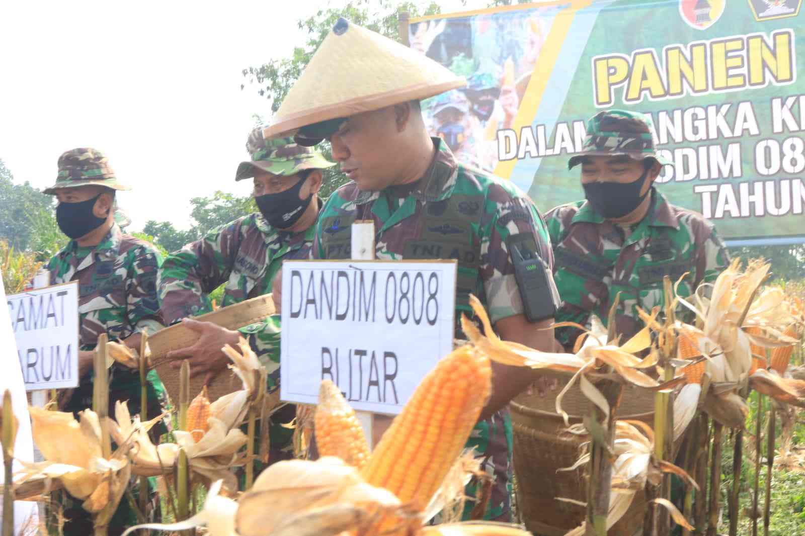 Kodim 0808 Blitar Panen Raya Jagung Hasil Program Ketahanan Pangan