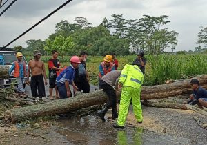 Personil Polsek Pongok, Gerak Cepat Mengevakuasi Pohon Tumbang di Tengah Jalan.