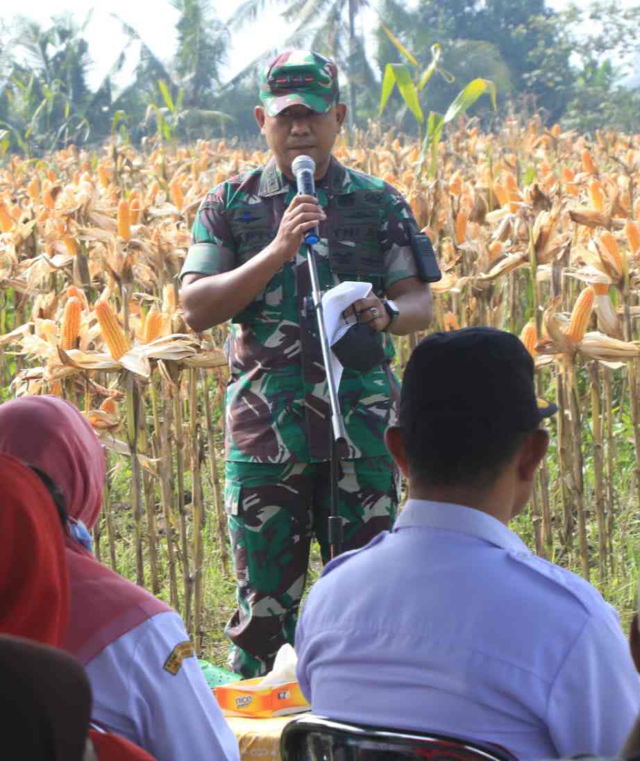 Kodim 0808 Blitar Panen Raya Jagung Hasil Program Ketahanan Pangan