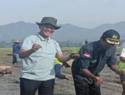 Petani Kabupaten Tulungagung Berhasil Menciptakan Beras Organik.
