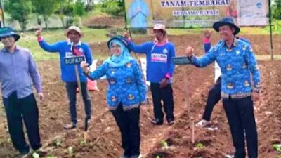 Dorong Pertumbuhan Pertanian Lokal Bupati Blitar Rini Syarifah Hadiri Penanaman Tembakau di Bendosari