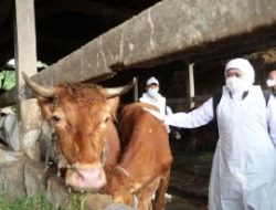 Virus Penyakit Mulut dan Kuku (PMK) Serang Ternak Sapi di Jember, Terus Meningkat