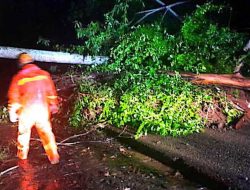 Pohon Tumbang Tutup Akses Jalan Raya Gunung Geger, Malang, Selasa Malam