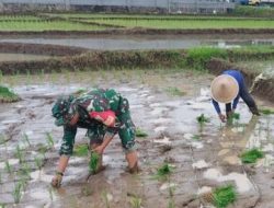 Aksi Nyata Babinsa Pagergunung  Dampingi Langsung Petani Tanam Padi