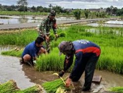 Babinsa Kaligrenjeng Bantu Petani Persiapkan Masa Tanam 1 (MT-1) dengan Bibit Unggul