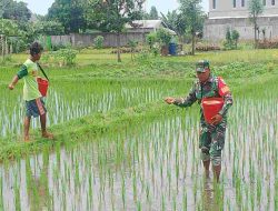 Babinsa Dampingi Petani Sananwetan dengan Teknik Pemupukan Yang Efektif