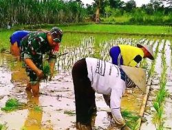 Babinsa Bendorejo Tunjukkan Kepedulian Kepada Petani dengan Tanam Padi Bersama