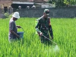 Babinsa Wonotirto Dampingi Petani Atasi Hama untuk Hasil Panen Maksimal