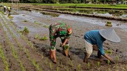 Babinsa Desa Mandesan Semangatkan Tanam Padi Untuk Ketahanan Pangan
