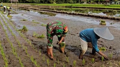 Babinsa Desa Mandesan Semangatkan Tanam Padi Untuk Ketahanan Pangan